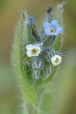 Myosotis dubia \ Kleines Buntes Vergissmeinnicht / Small Changing Forget-me-not, D R&ouml;dermark 13.5.2017