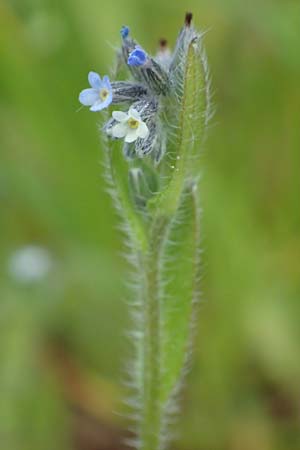 Myosotis dubia \ Kleines Buntes Vergissmeinnicht / Small Changing Forget-me-not, D R&ouml;dermark 13.5.2017