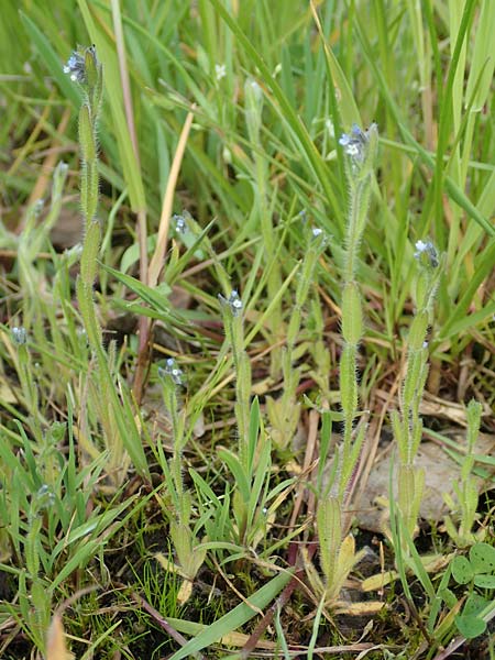 Myosotis dubia \ Kleines Buntes Vergissmeinnicht / Small Changing Forget-me-not, D R&ouml;dermark 13.5.2017