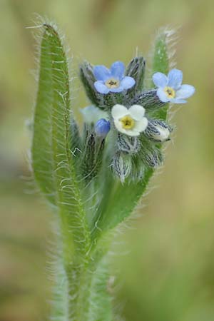 Myosotis dubia \ Kleines Buntes Vergissmeinnicht / Small Changing Forget-me-not, D R&ouml;dermark 13.5.2017