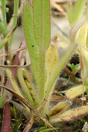 Myosotis dubia \ Kleines Buntes Vergissmeinnicht / Small Changing Forget-me-not, D R&ouml;dermark 13.5.2017