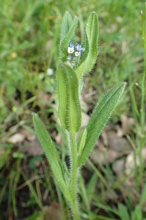 Myosotis dubia \ Kleines Buntes Vergissmeinnicht / Small Changing Forget-me-not, D R&ouml;dermark 13.5.2017