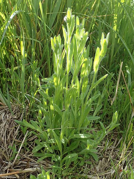 Myosotis dubia \ Kleines Buntes Vergissmeinnicht / Small Changing Forget-me-not, D R&ouml;dermark 13.5.2017