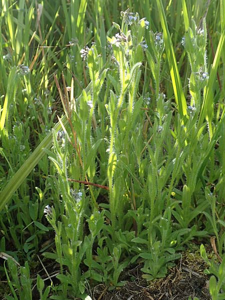 Myosotis dubia \ Kleines Buntes Vergissmeinnicht / Small Changing Forget-me-not, D R&ouml;dermark 13.5.2017