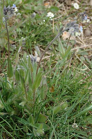 Myosotis discolor \ Buntes Vergissmeinnicht, Gelbes Vergissmeinnicht / Changing Forget-me-not, D Herborn 25.4.2019