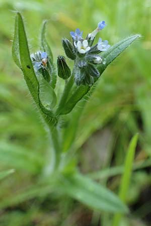 Myosotis dubia \ Kleines Buntes Vergissmeinnicht / Small Changing Forget-me-not, D Dietzenbach 19.5.2019