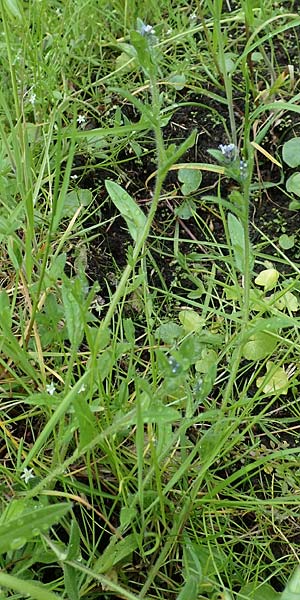 Myosotis dubia \ Kleines Buntes Vergissmeinnicht / Small Changing Forget-me-not, D Dietzenbach 19.5.2019