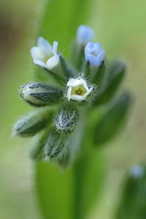 Myosotis dubia \ Kleines Buntes Vergissmeinnicht / Small Changing Forget-me-not, D Dietzenbach 19.5.2019