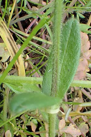 Myosotis dubia \ Kleines Buntes Vergissmeinnicht / Small Changing Forget-me-not, D Dietzenbach 19.5.2019