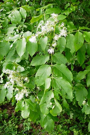 Fraxinus ornus \ Blumen-Esche, Manna-Esche / Manna Ash, D Bensheim 6.5.2015