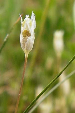 Moenchia erecta \ Aufrechte Weimiere / Upright Chickweed, D Herborn 22.5.2015