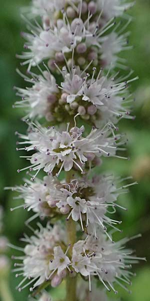 Mentha x villosonervata \ Gezhnte Minze / Toothed Mint, D Mannheim 21.9.2023