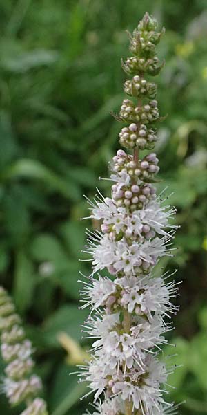 Mentha x villosonervata \ Gezhnte Minze / Toothed Mint, D Mannheim 21.9.2023