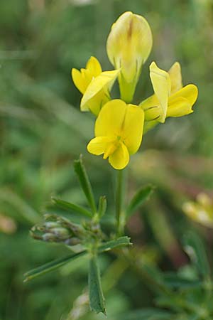 Medicago falcata \ Sichel-Klee / Sickle Medick, D Grünstadt-Asselheim 6.8.2021