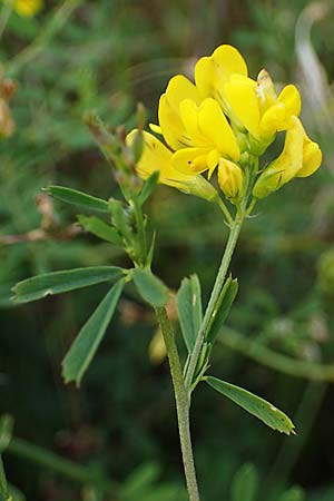 Medicago falcata \ Sichel-Klee / Sickle Medick, D Grünstadt-Asselheim 6.8.2021