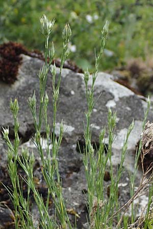 Minuartia fastigiata \ Bschel-Miere / Red Sandwort, D Herxheim am Berg 28.5.2012