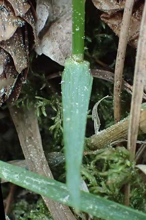 Hierochloe australis \ Sdliches Mariengras / Southern Grass, D Dietfurt 5.5.2022