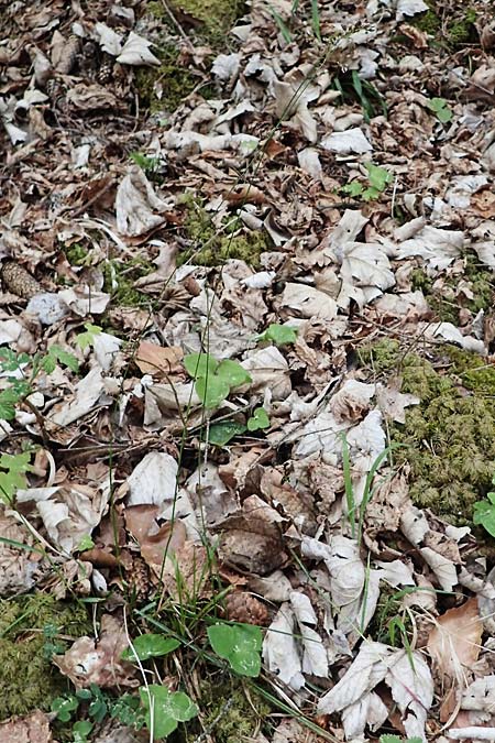 Hierochloe australis \ Sdliches Mariengras / Southern Grass, D Dietfurt 5.5.2022