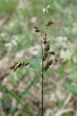 Hierochloe australis \ Sdliches Mariengras / Southern Grass, D Dietfurt 5.5.2022