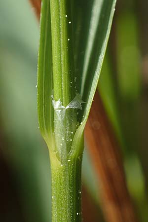 Hierochloe australis \ Sdliches Mariengras / Southern Grass, D Dietfurt 5.5.2022