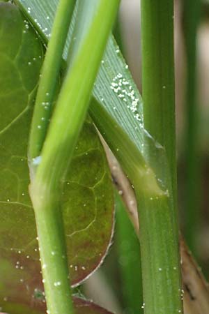Hierochloe australis \ Sdliches Mariengras / Southern Grass, D Dietfurt 5.5.2022