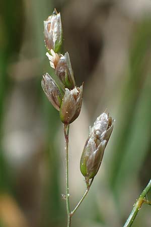 Hierochloe australis \ Sdliches Mariengras / Southern Grass, D Dietfurt 5.5.2022