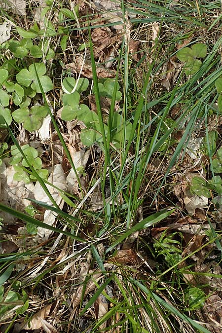 Hierochloe australis \ Sdliches Mariengras / Southern Grass, D Dietfurt 5.5.2022