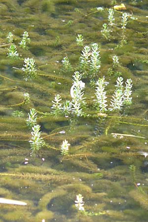 Myriophyllum heterophyllum \ Verschiedenblttriges Tausendblatt / Various-Leaved Water Milfoil, Twoleaf Water Milfoil, D Düsseldorf Universit. 27.7.2019