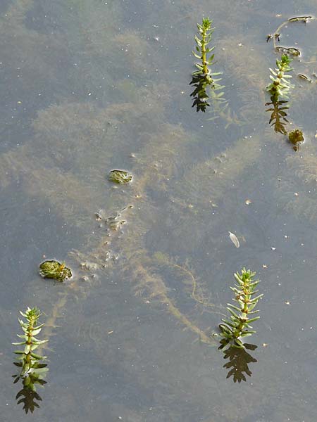 Myriophyllum heterophyllum \ Verschiedenblttriges Tausendblatt / Various-Leaved Water Milfoil, Twoleaf Water Milfoil, D Düsseldorf Universit. 27.7.2019