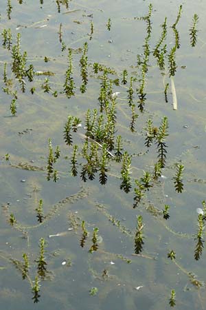 Myriophyllum heterophyllum \ Verschiedenblttriges Tausendblatt / Various-Leaved Water Milfoil, Twoleaf Water Milfoil, D Düsseldorf Universit. 27.7.2019