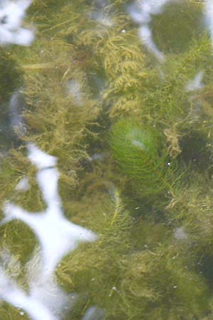 Myriophyllum heterophyllum \ Verschiedenblttriges Tausendblatt / Various-Leaved Water Milfoil, Twoleaf Water Milfoil, D Düsseldorf Universit. 27.7.2019