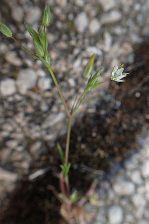 Sabulina tenuifolia subsp. hybrida \ Zarte Miere, Feinblttrige Miere / Fine-Leaved Sandwort, Slender-Leaf Sandwort, D Heidelberg 29.4.2017