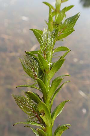 Myriophyllum heterophyllum \ Verschiedenblttriges Tausendblatt / Various-Leaved Water Milfoil, Twoleaf Water Milfoil, D Düsseldorf Universit. 27.7.2019