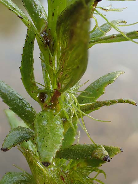 Myriophyllum heterophyllum \ Verschiedenblttriges Tausendblatt / Various-Leaved Water Milfoil, Twoleaf Water Milfoil, D Düsseldorf Universit. 27.7.2019