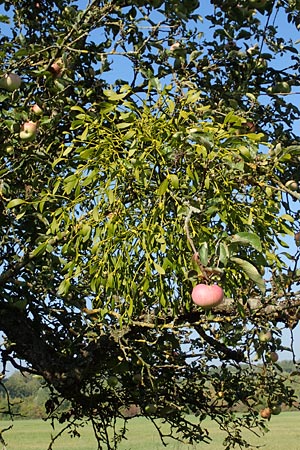 Viscum album subsp. album \ Laubholz-Mistel / Mistletoe, D Groß-Gerau 21.9.2015