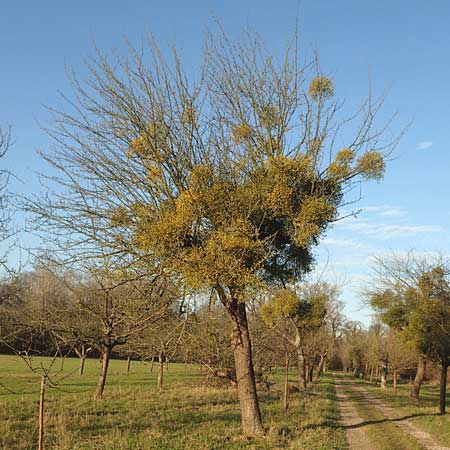 Viscum album subsp. album \ Laubholz-Mistel / Mistletoe, D Mannheim Reiß-Insel 24.12.2015