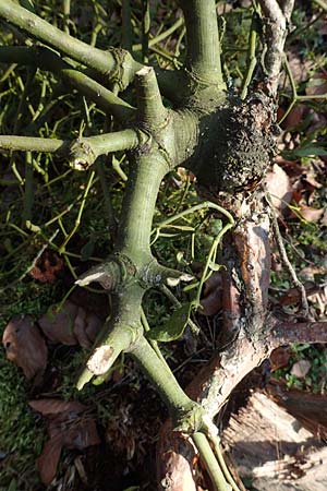 Viscum album subsp. austriacum \ Kiefern-Mistel / Pine Mistletoe, D Reilingen 27.2.2016