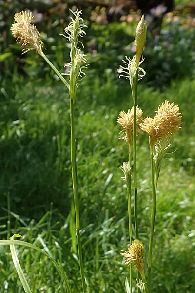 Carex michelii \ Micheli-Segge / Micheli Sedge, D Obernzell an der Donau 1.5.2016