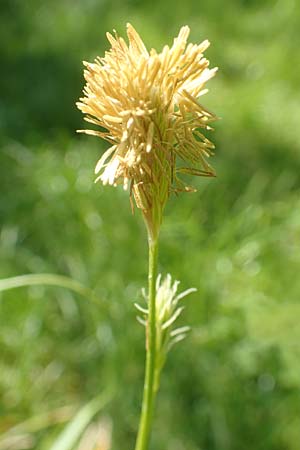 Carex michelii \ Micheli-Segge / Micheli Sedge, D Obernzell an der Donau 1.5.2016