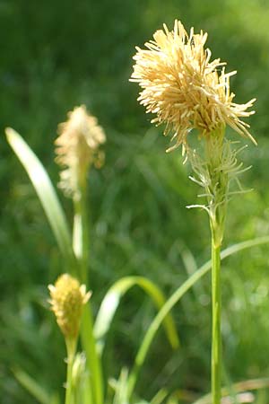 Carex michelii \ Micheli-Segge / Micheli Sedge, D Obernzell an der Donau 1.5.2016