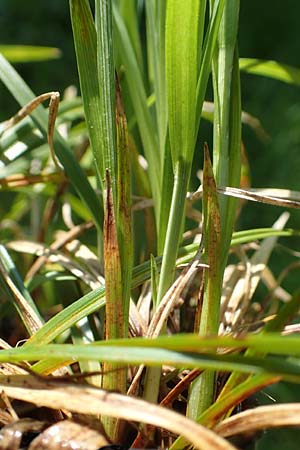 Carex michelii \ Micheli-Segge / Micheli Sedge, D Obernzell an der Donau 1.5.2016