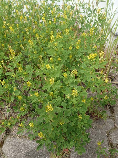 Melilotus indicus \ Indischer Honigklee, Kleinbltiger Steinklee / Small Melilot, D Mannheim 6.5.2017