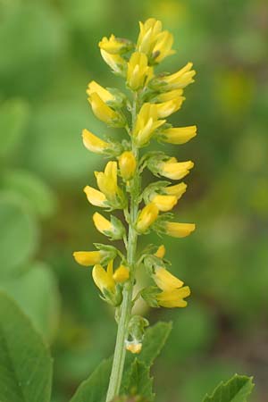 Melilotus indicus \ Indischer Honigklee, Kleinbltiger Steinklee / Small Melilot, D Mannheim 6.5.2017
