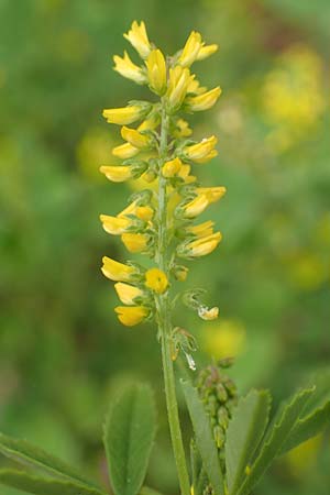 Melilotus indicus \ Indischer Honigklee, Kleinbltiger Steinklee / Small Melilot, D Mannheim 6.5.2017