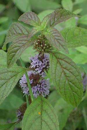 Mentha x verticillata \ Quirl-Minze / Whorled Mint, D Mudau 15.8.2023