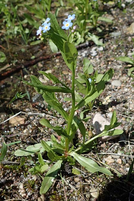 Myosotis laxa \ Rasen-Vergissmeinnicht / Small-Flowered Forget-me-not, Tufted Forget-me-not, D Groß-Gerau 29.5.2021