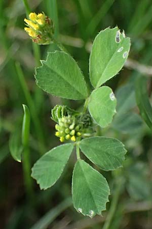 Medicago lupulina \ Hopfenklee, Hopfen-Luzerne / Black Medick, D Duisburg 30.8.2026