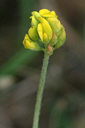 Medicago lupulina \ Hopfenklee, Hopfen-Luzerne / Black Medick, D Duisburg 30.8.2026