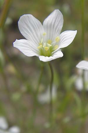 Moenchia mantica \ Verona-Weimiere / Verona Chickweed, D Botan. Gar.  Universit.  Mainz 11.7.2009