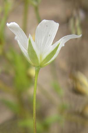 Moenchia mantica \ Verona-Weimiere / Verona Chickweed, D Botan. Gar.  Universit.  Mainz 11.7.2009
